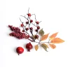 Depot Baies Et Feuilles A Parsemer