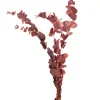 Depot Bouquet De Fleurs Sechees Eucalyptus