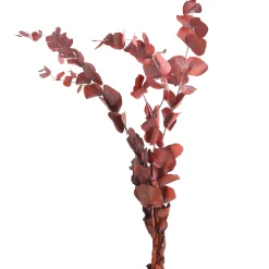 Depot Bouquet De Fleurs Sechees Eucalyptus