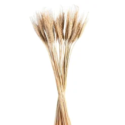 Depot Bouquet De Fleurs Sechees Epis Cheap