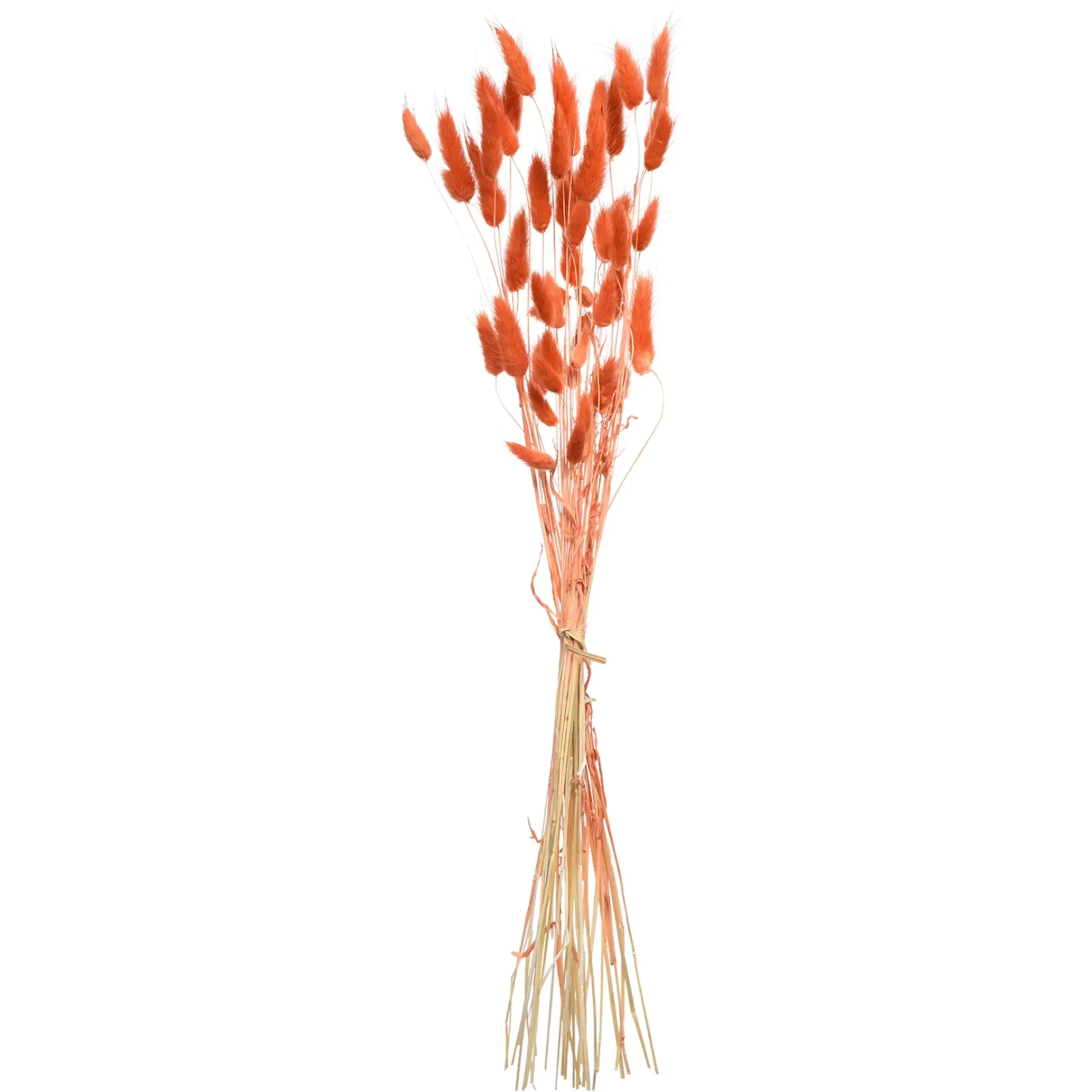 Depot Bouquet De Fleurs Sechees Herbe De Velours