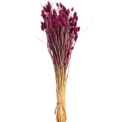 Depot Bouquet De Fleurs Sechees Phalaris Cheap