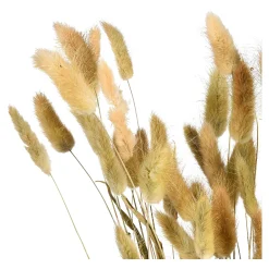 Depot Bouquet De Fleurs Sechees Herbe De Velours Cheap