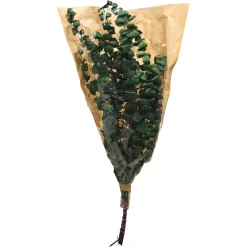 Depot Bouquet De Fleurs Sechees Eucalyptus