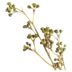 Depot Branche Artistique Bourgeon D'Eucalyptus Hot