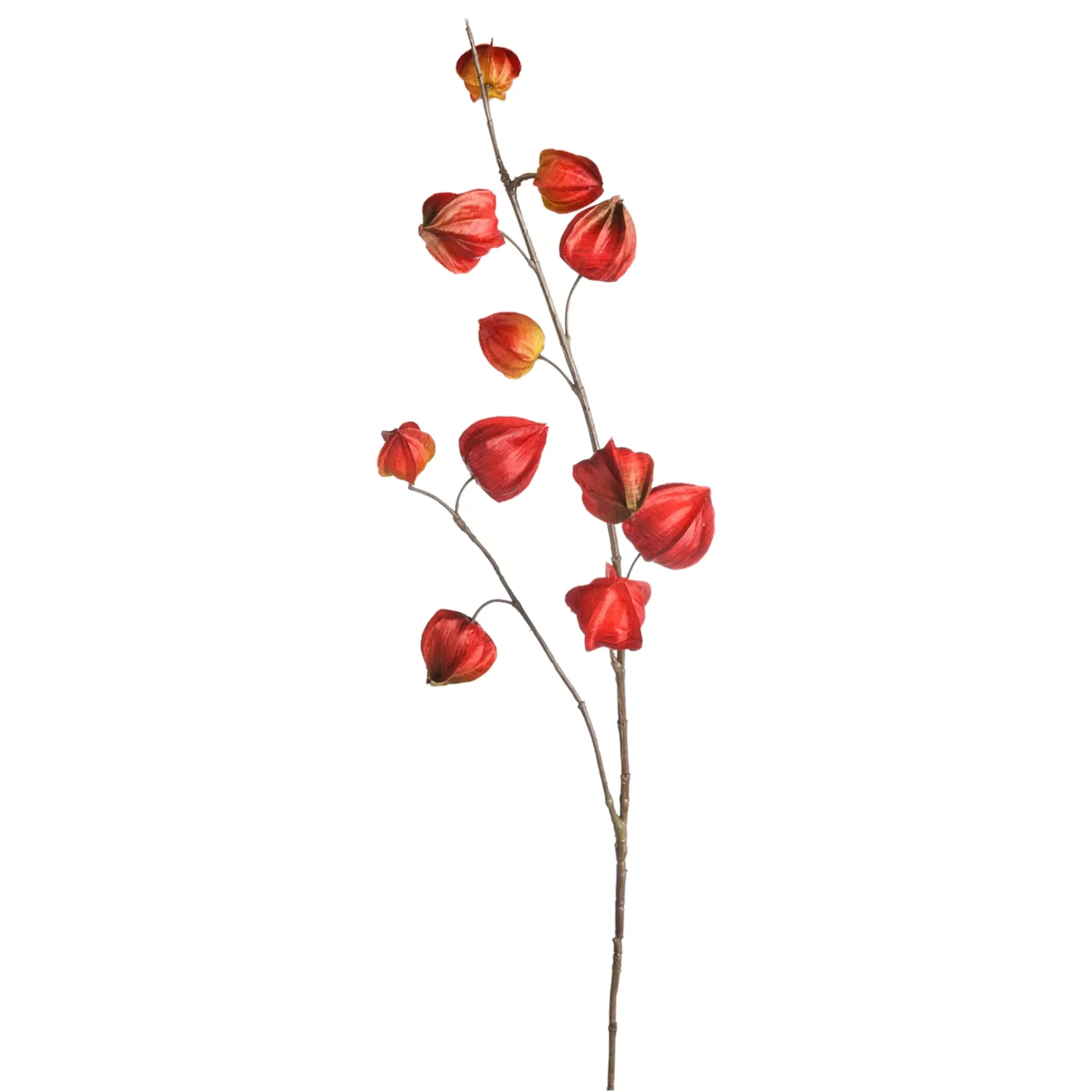 Depot Branche Artistique Physalis