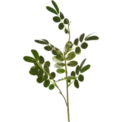 Depot Branche Artistique Scintillante Sophoreae