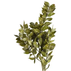 Depot Branche De Fleurs Sechees Scintillantes Ruscus