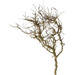 Depot Branche Naturelle Décorative