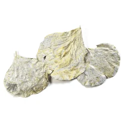 Depot Feuilles Sechees Cobra