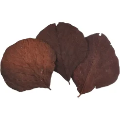 Depot Feuilles Sechees Cobra