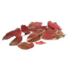 Depot Feuilles Seches Metalliques