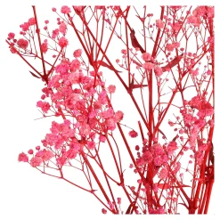 Depot Fleur Sechee Gypsophilia Outlet