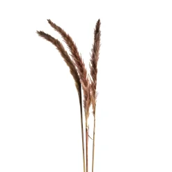 Depot Fleur Sechee Herbe De La Pampa