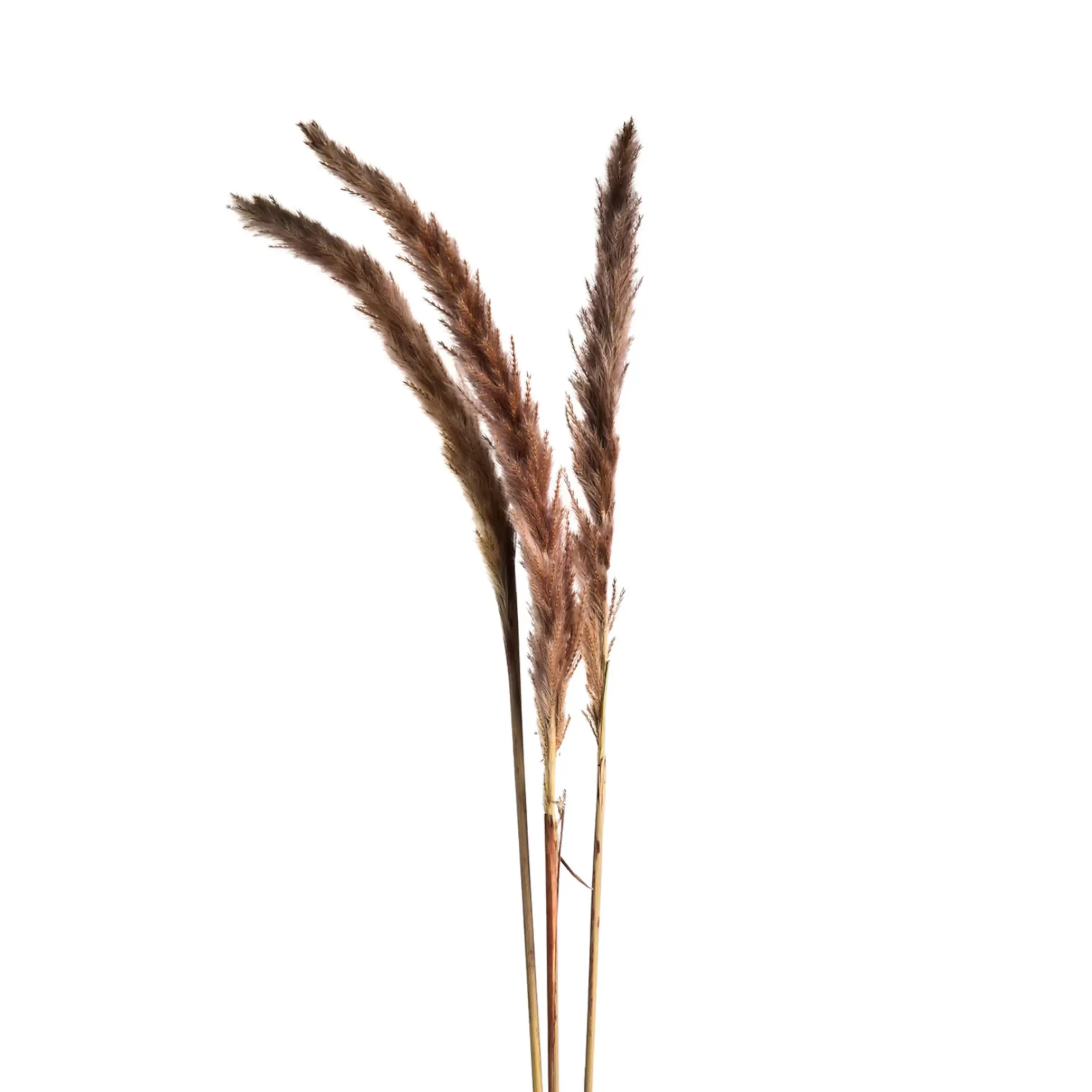 Depot Fleur Sechee Herbe De La Pampa