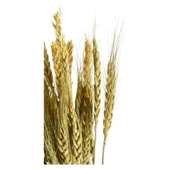 Depot Fleur Sechee Orge Best