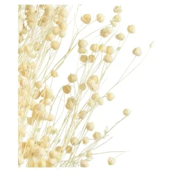 Depot Fleur Sechee Pois Paternoster Hot