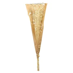 Depot Fleur Sechee Pois Paternoster Hot