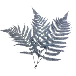 Depot Fleurs Deco Fougere