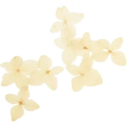 Depot Fleurs Sechees D'Hortensia, Pressees