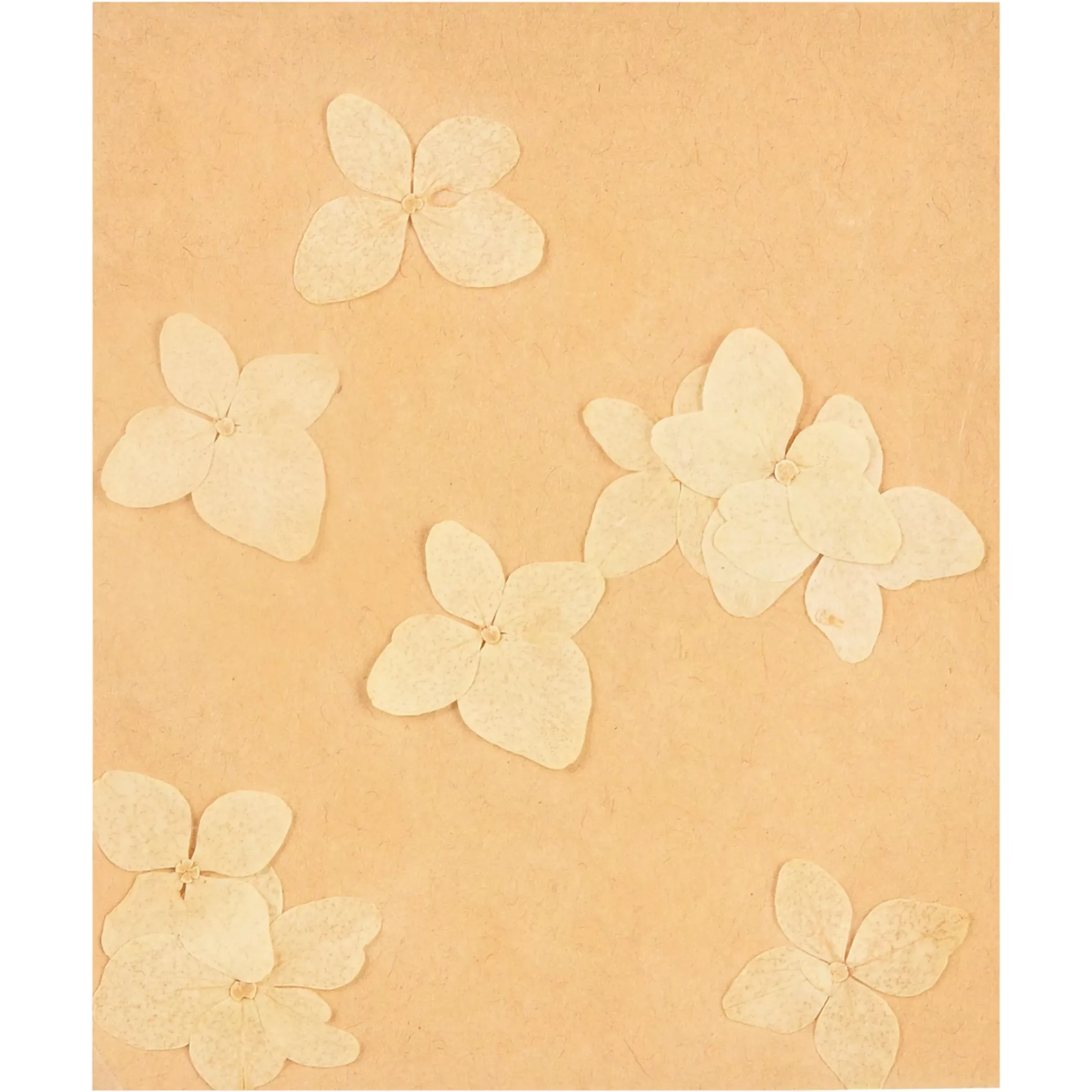 Depot Fleurs Sechees D'Hortensia, Pressees