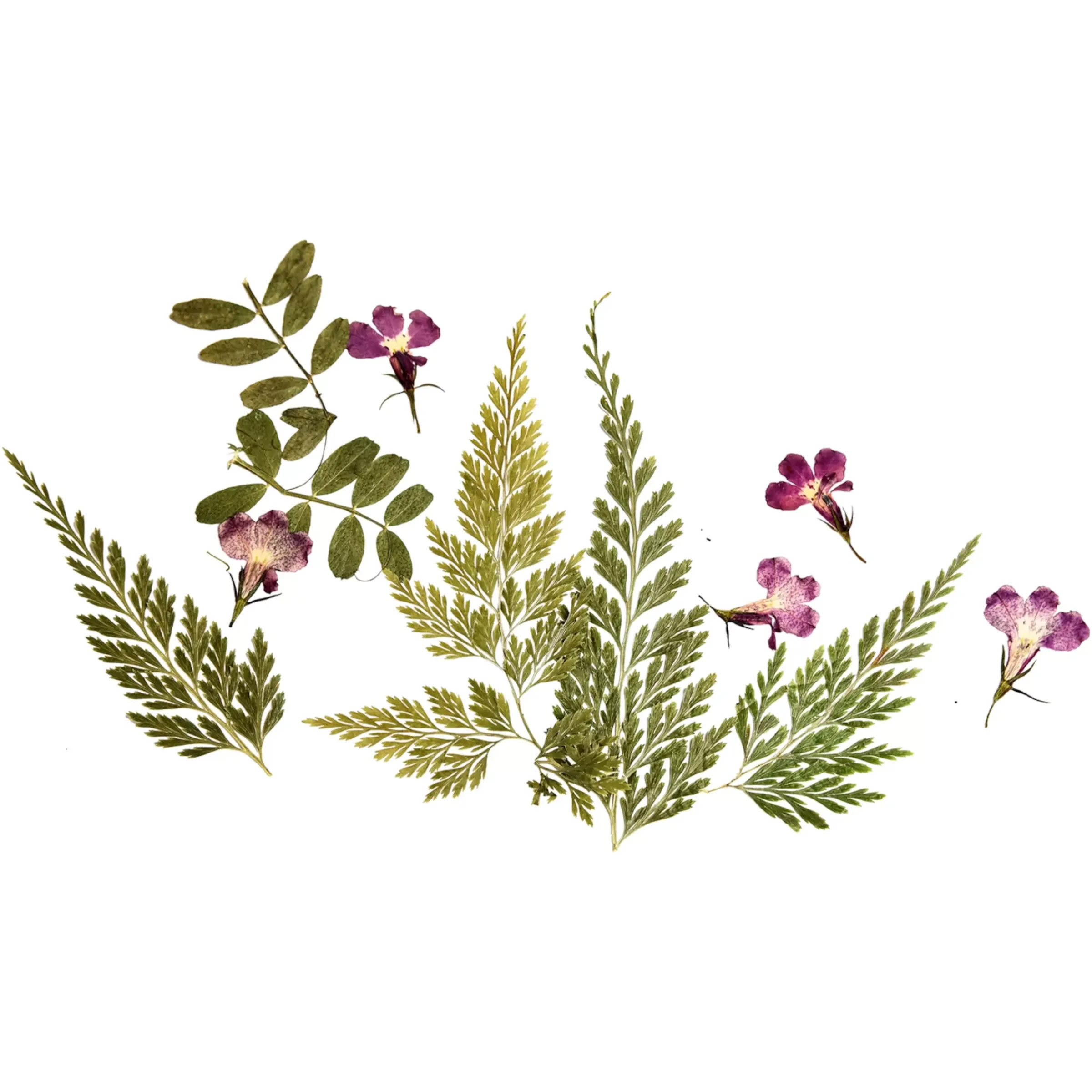 Depot Melange De Fleurs Et De Feuilles Sechees, Presse