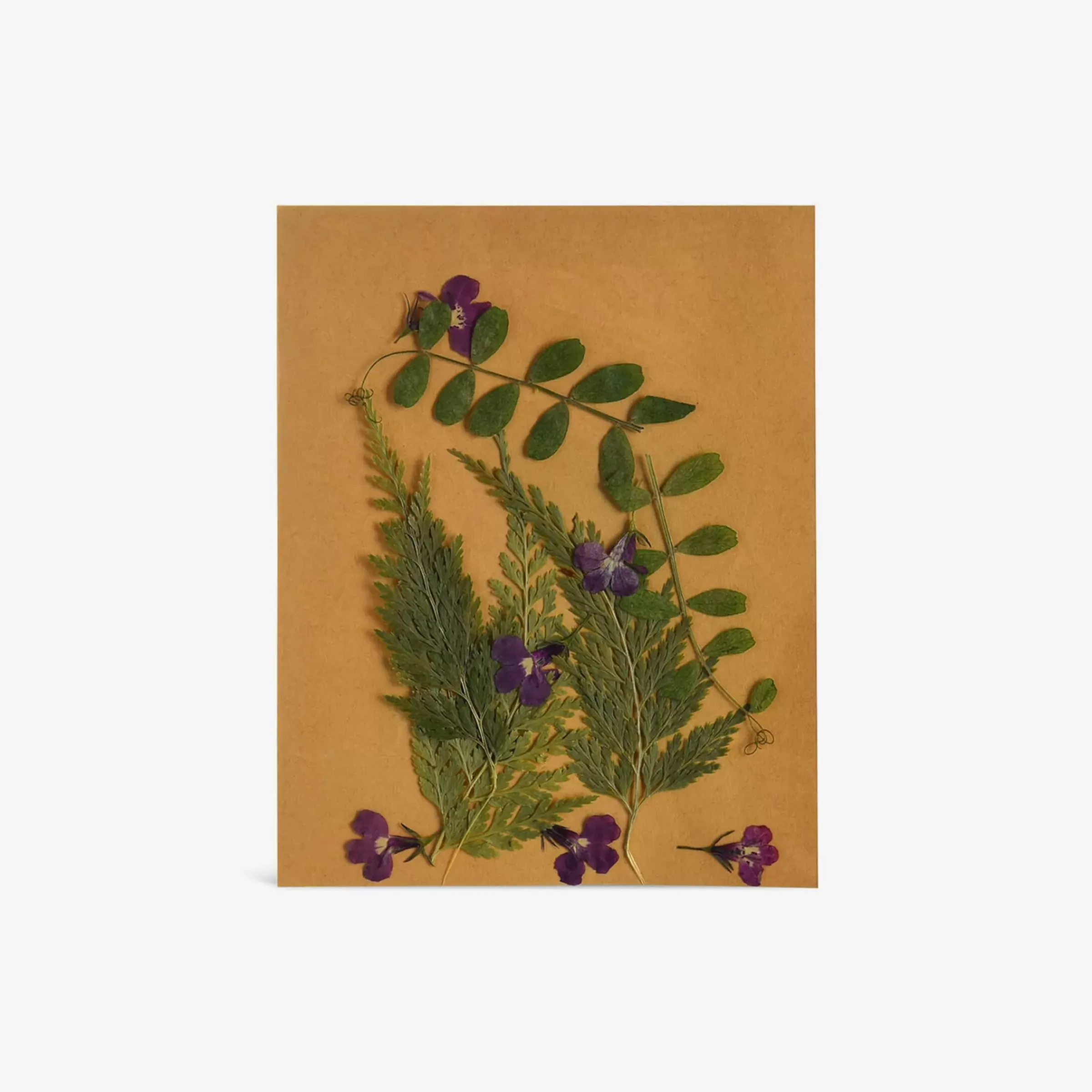 Depot Melange De Fleurs Et De Feuilles Sechees, Presse