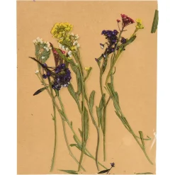 Depot Melange De Fleurs Sechees Et De Fleurs A Tige, Presse