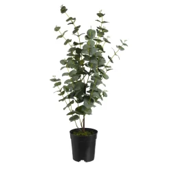 Depot Plante Artificielle D'Eucalyptus Dans Un Pot