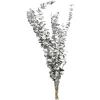Depot Trockenblume Eukalyptus Ca.55C
