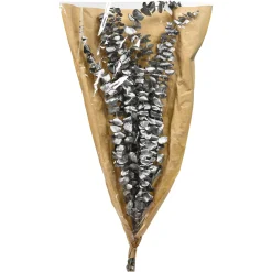 Depot Trockenblume Eukalyptus Ca.55C