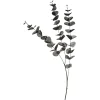Depot Zweig Eukalyptus Ca.100Cm