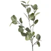 Depot Zweig Eukalyptus Ca.73Cm