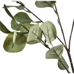 Depot Zweig Eukalyptus Ca.73Cm